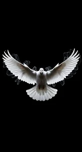 Majestic White Dove Flying with Wings Spread on Black Void