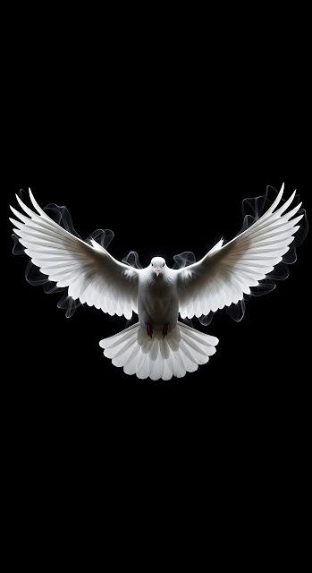 Majestic White Dove Flying with Wings Spread on Black Void - Free mobile Wallpaper