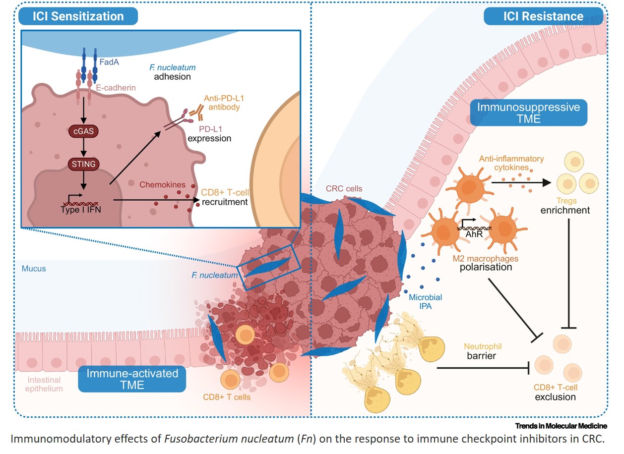 Pharmacomicrobiomics in colorectal cancer therapy
