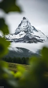 Matterhorn Peak Framed by Green Leaves and Fog