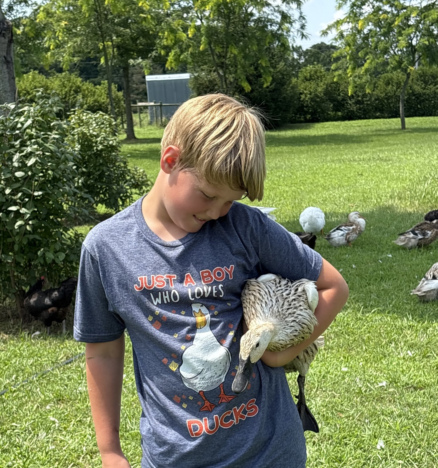 Welsh Harlequin Duckling