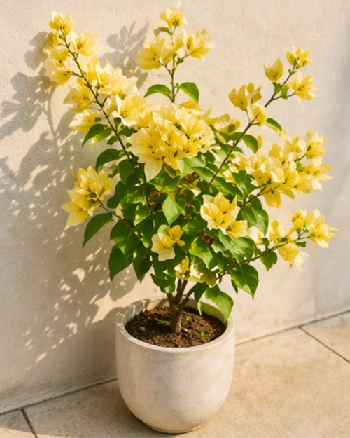 Imported Suverna Bougainvillea Plant