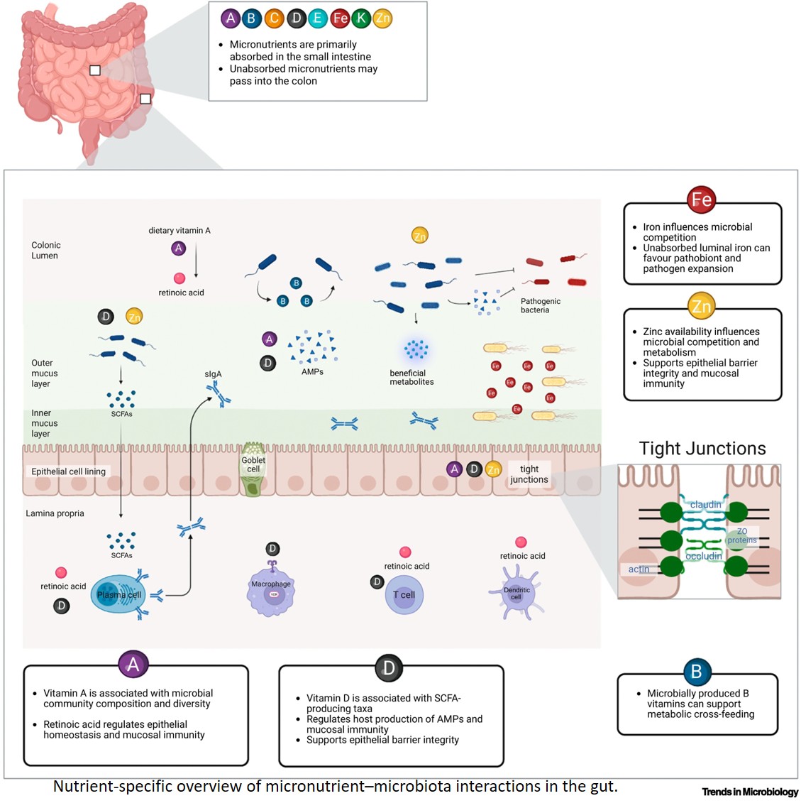 Role of micronutrients in shaping infant gut microbiota, and infection susceptibility
