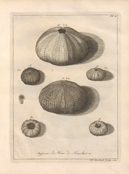 Naturalis Dispositio Echinodermatum Natural Arrangement of Echinoderms Pl02 1734