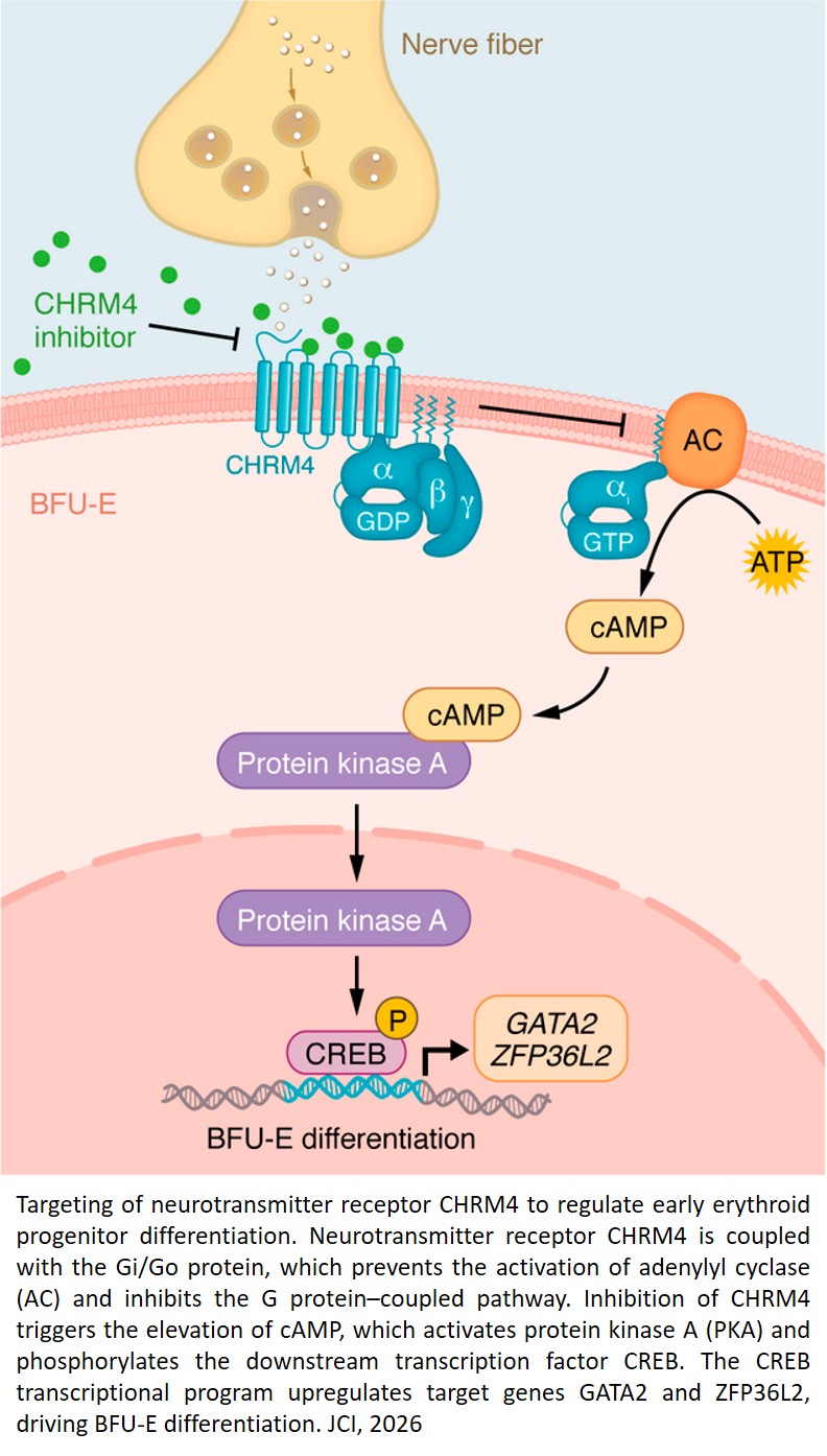 Molecular and therapeutic frontiers in anemia therapy