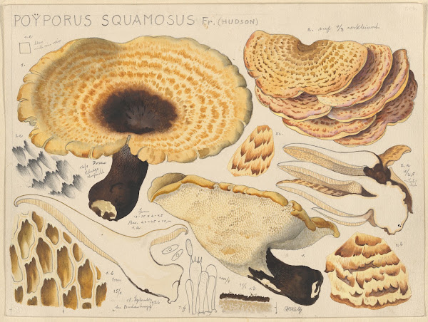 Poyporus squamosus Fr Hudson 1915 1945