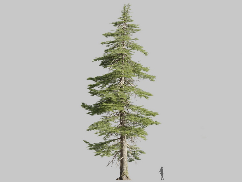 Maxtree - Plant Models Vol.126
