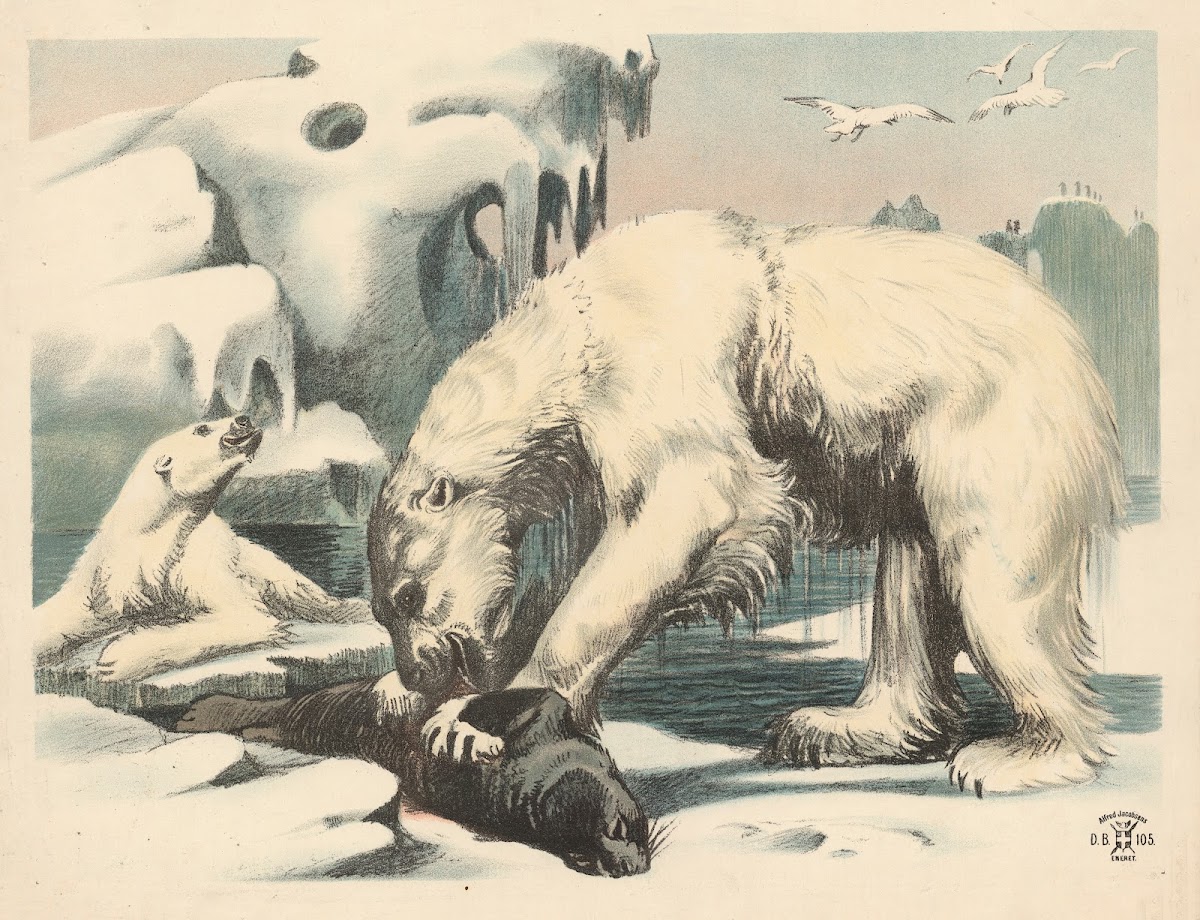 Isbjørne 1892