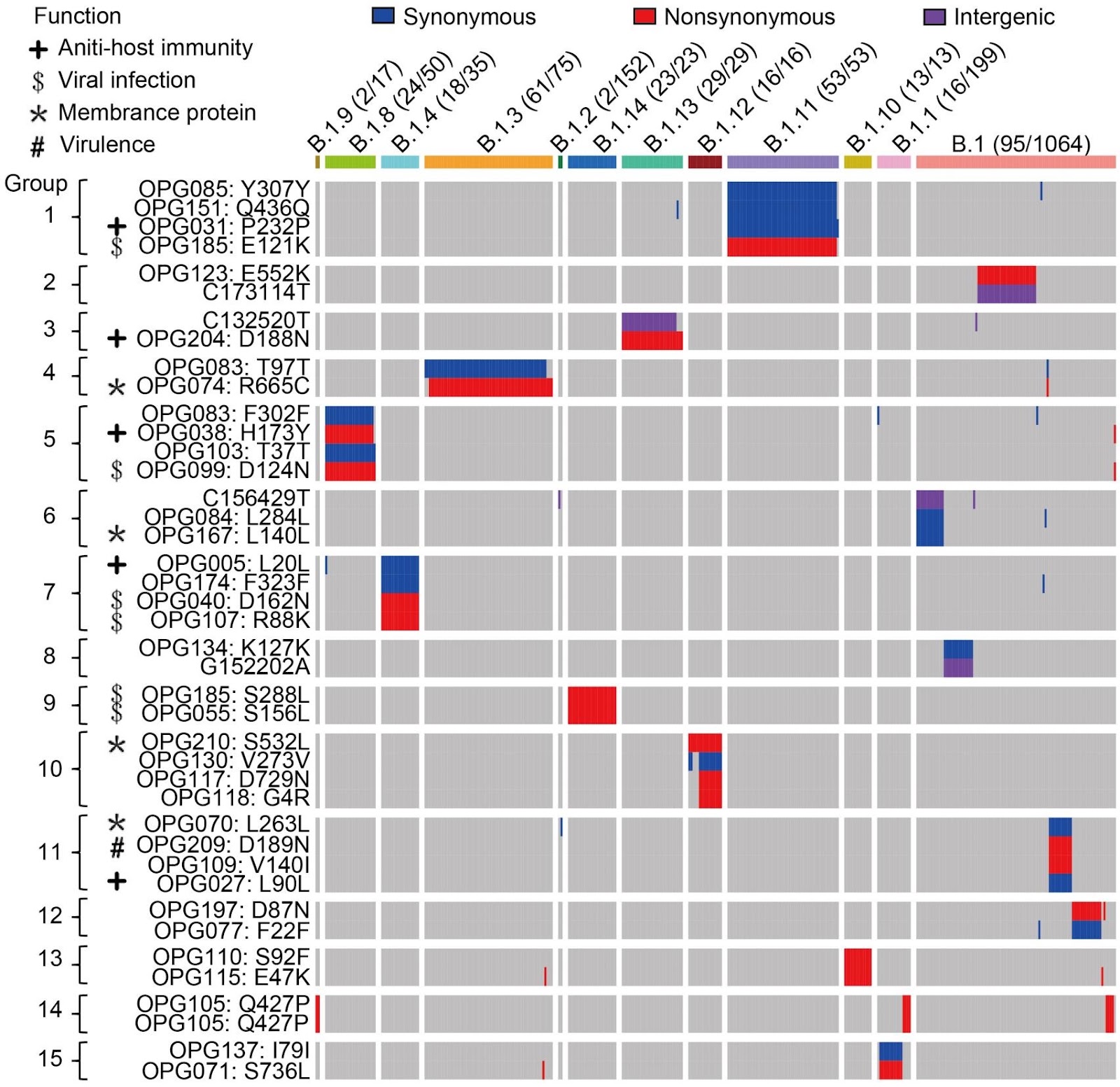 Molecular Evolution of Protein Sequences and Codon Usage in Monkeypox Viruses