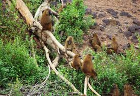 Wassadou - Parc Niokolo-Koba - Kedougou