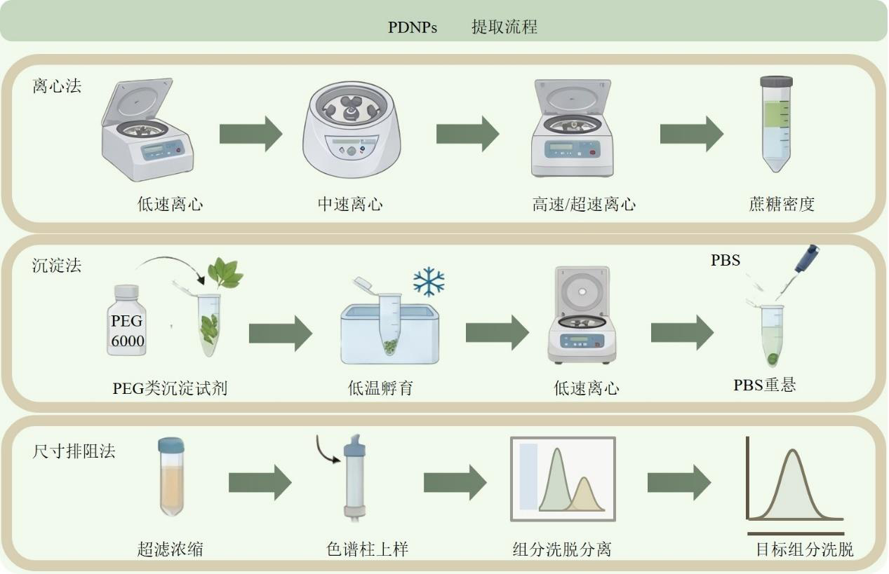 Application of Plant-Derived Nanovesicles in Brain Diseases: A Component-Structure Theory Perspective