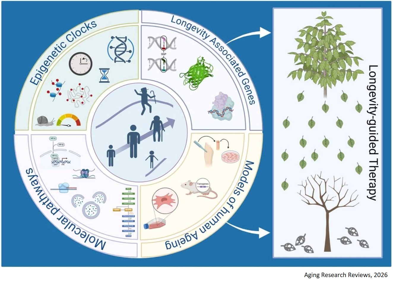 Decoding human longevity: Genetic and molecular insights from accelerated to successful ageing