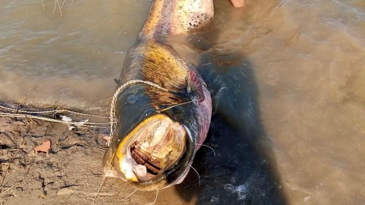 Ngư dân câu được con cá trê khổng lồ dài 2,57m, nặng 157 kg trong đập - Tạp chí Người Đưa Tin