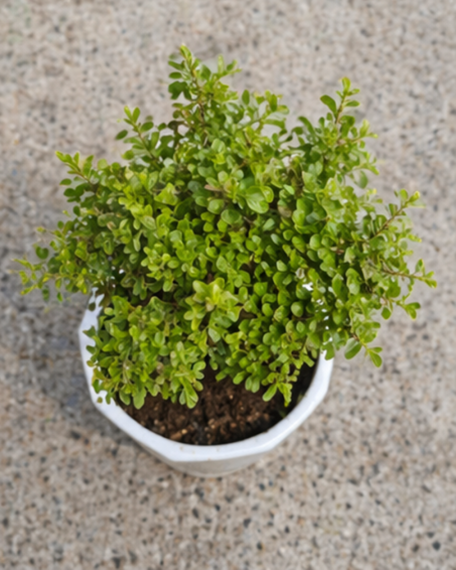 Kamini Table Plant — view 3
