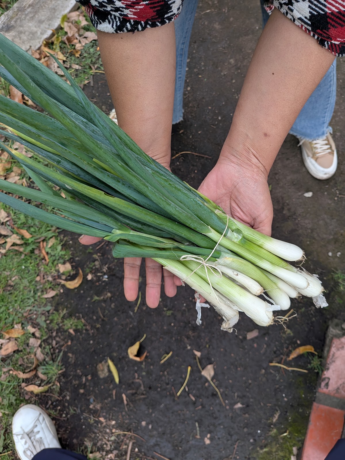 Comprar cebolla junca orgánico