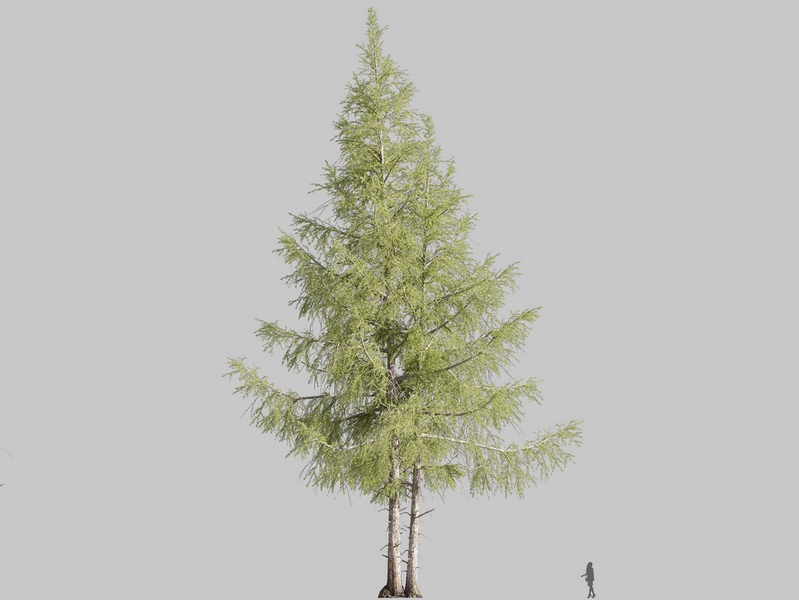 Maxtree - Plant Models Vol.126