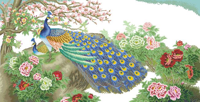 CMP 3395 Peacock