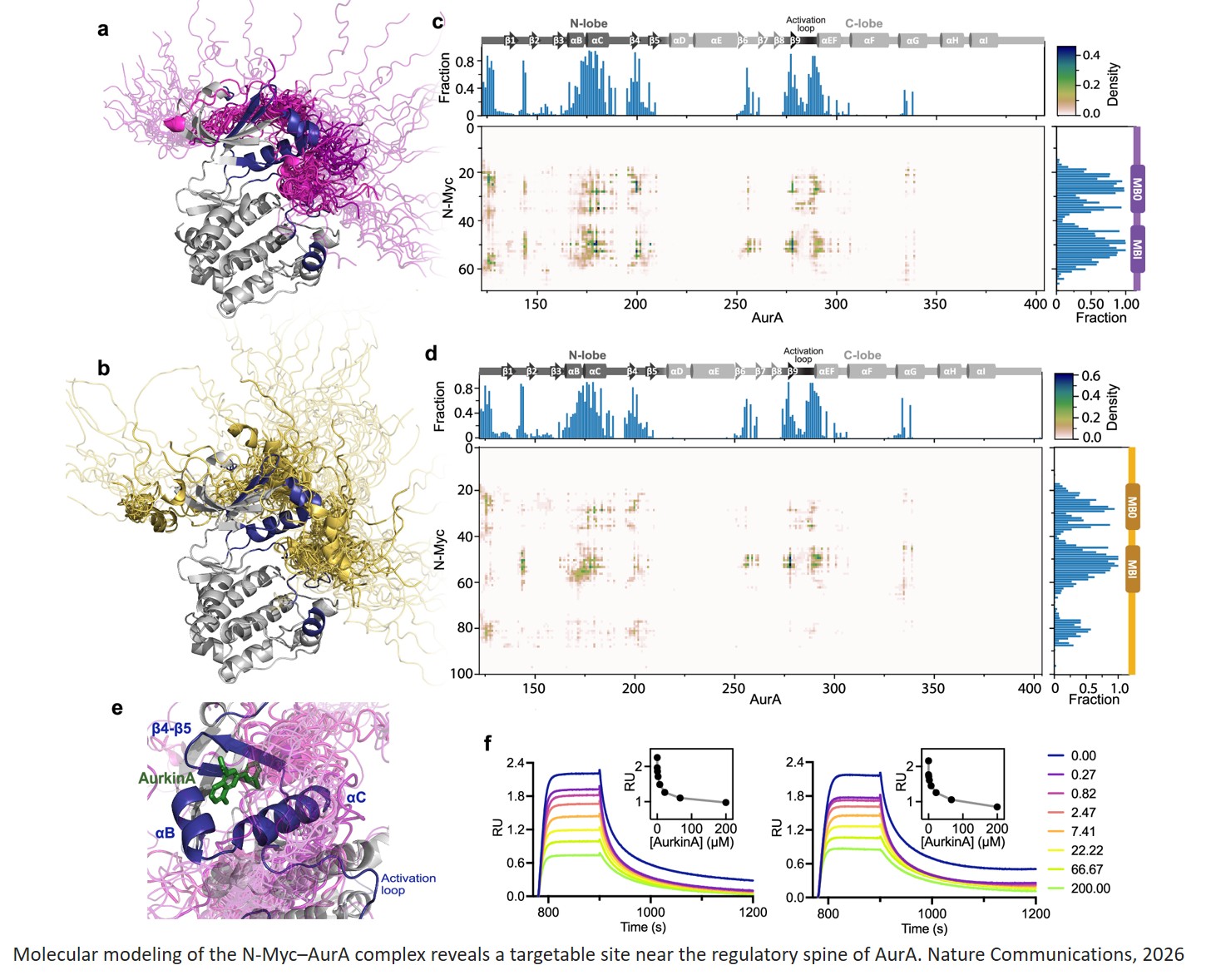The N-Myc MB0-MBI region interacts specifically and dynamically with the N-lobe of Aurora kinase A