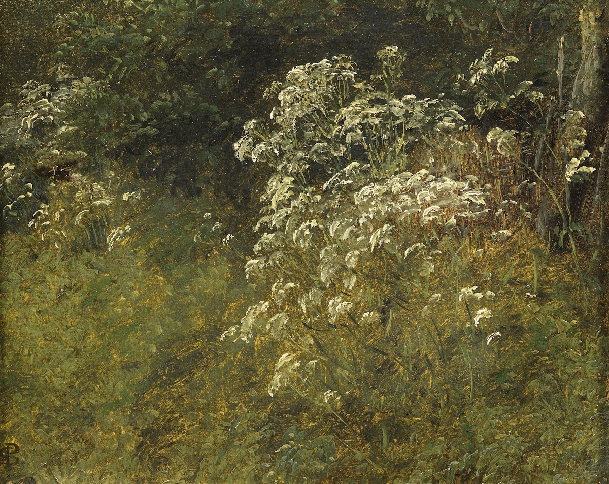 Cow Parsley Study