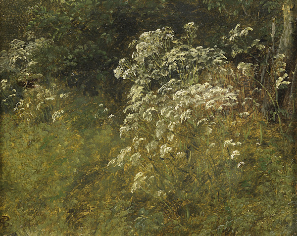 Cow Parsley Study