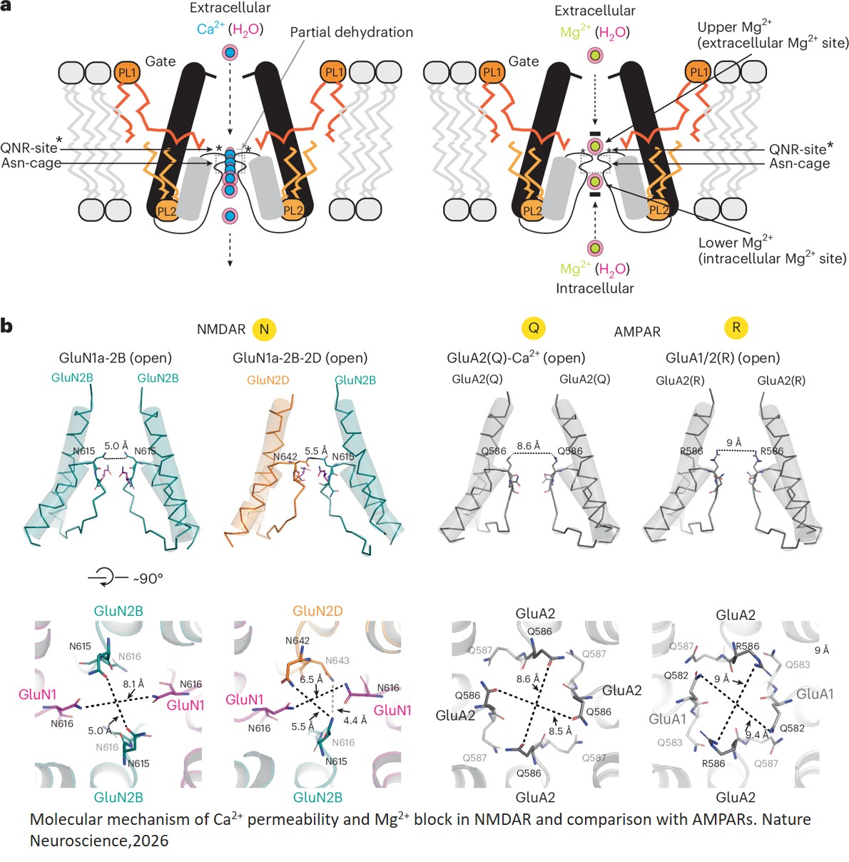 Molecular mechanism of calcium permeability and magnesium block in NMDA receptors