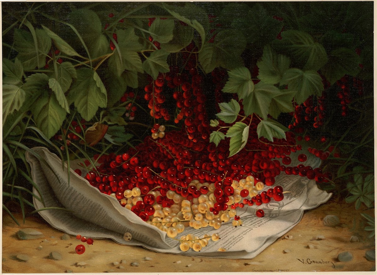 Currants ca 18611897
