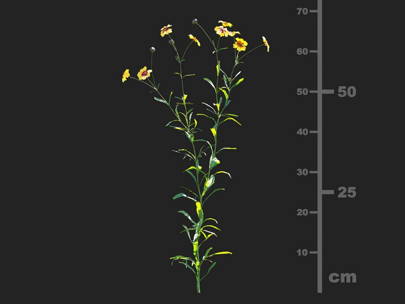Maxtree - Plant Models Vol.112
