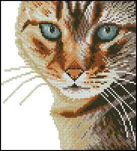 CMP 400739 Cat