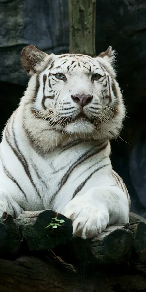 White Tiger, Leucistic, Panthera Tigris 4K iPhone Wallpaper Background