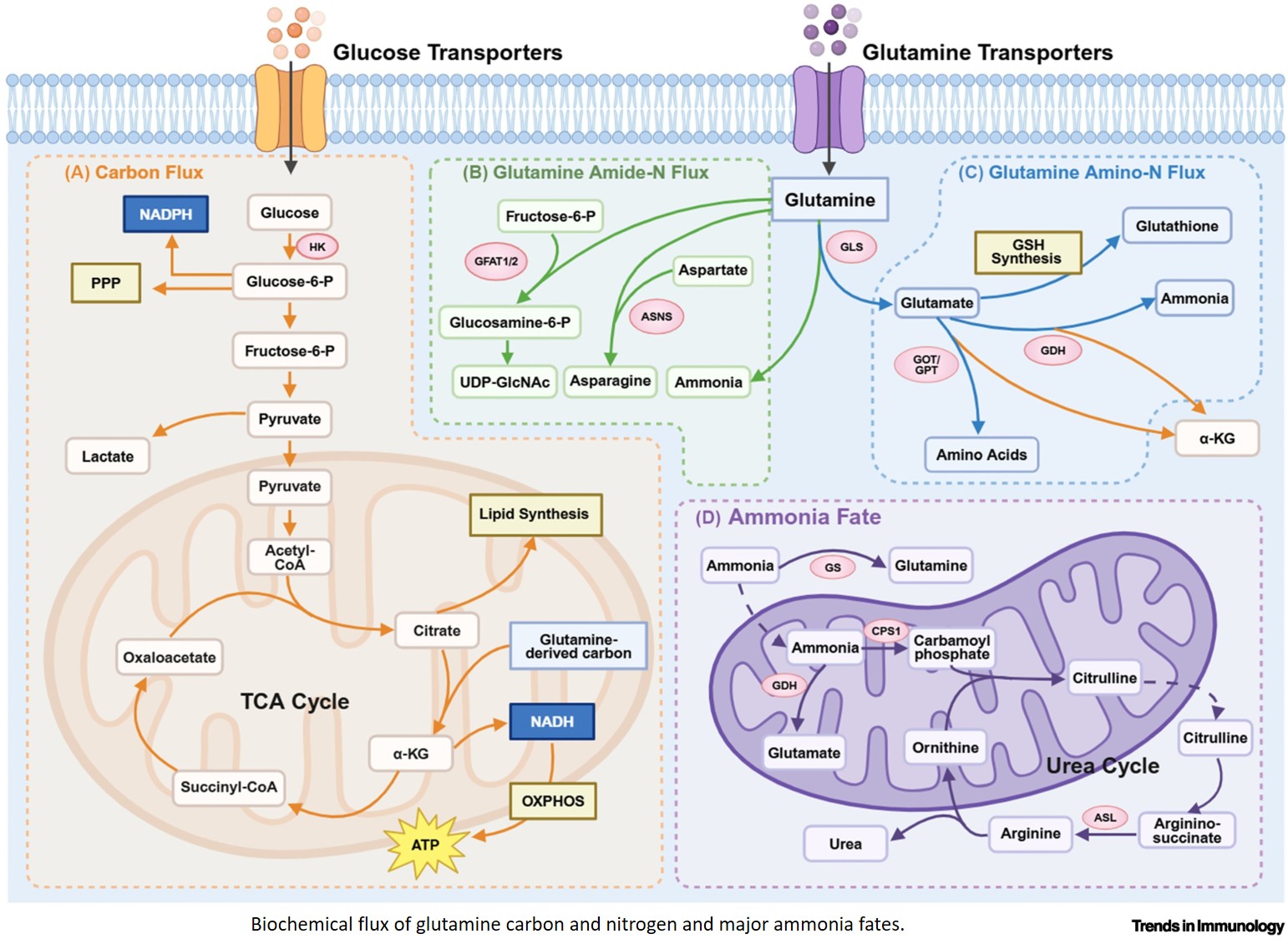 Glutamine metabolic interaction network reshapes tumor immunotherapy resistance