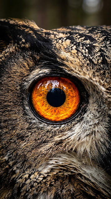 Extreme Close-Up Macro Shot Of An Owl's Eye - Free mobile Wallpaper