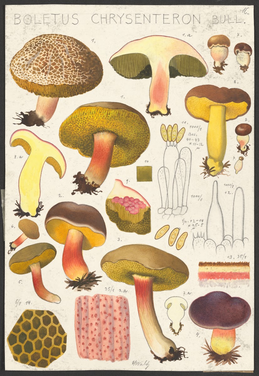 Boletus chrysenteron Bull 1915 1945
