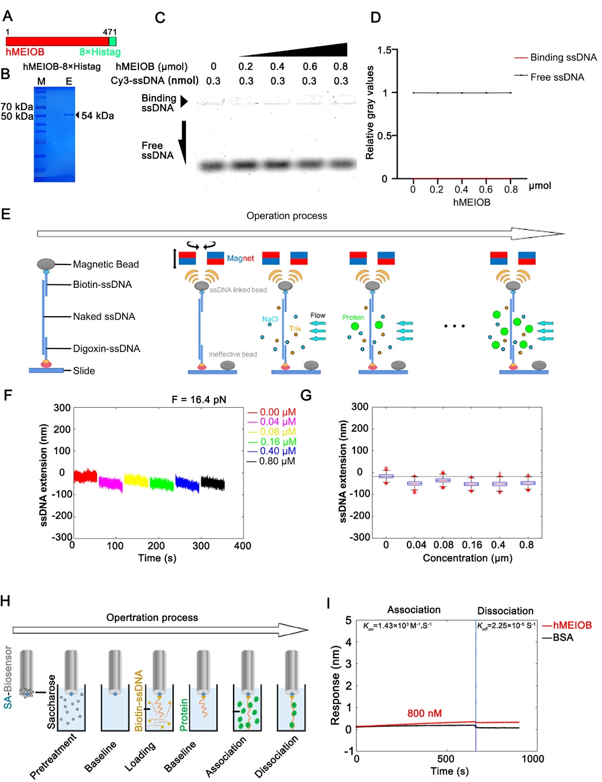 New feature of hMEIOB and hSPATA22 binding to ssDNA from a single-molecule perspective