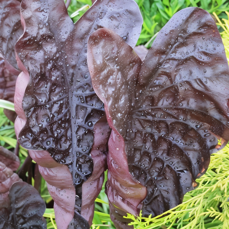 Colocasia esculenta 'Black Ripple' con foglie scure vellutate in giardino esotico