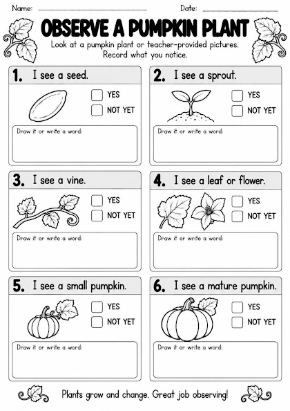 Pumpkin Life Cycle Observation Worksheet