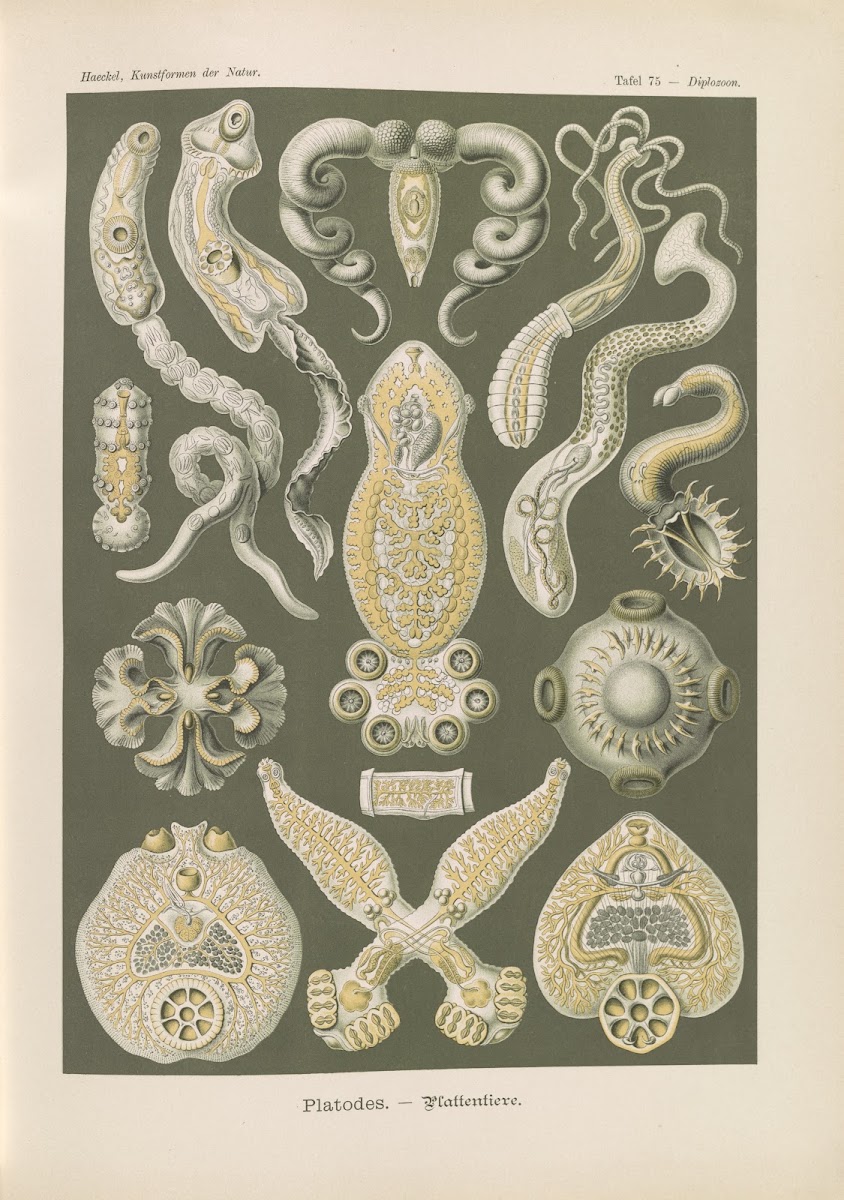 Platodes  Plattentiere 1904