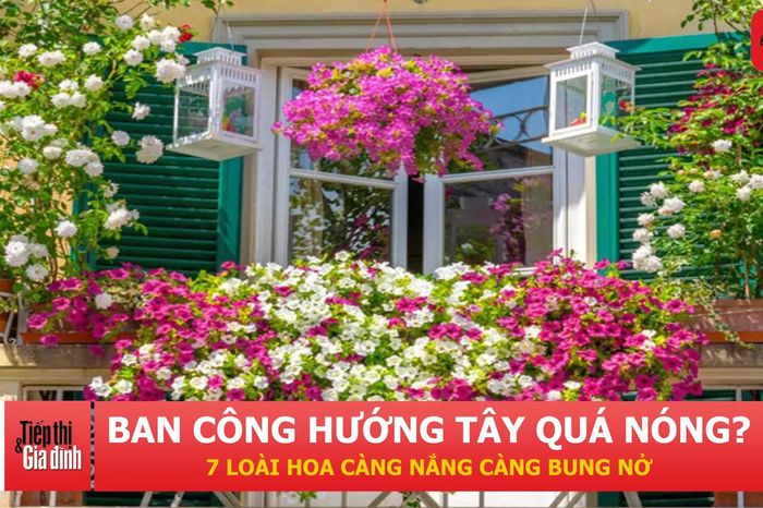 Ban công hướng Tây nên trồng gì? Đây là 7 loại hoa được chọn nhiều nhất - Tạp chí Tiếp thị &amp; Gia đình