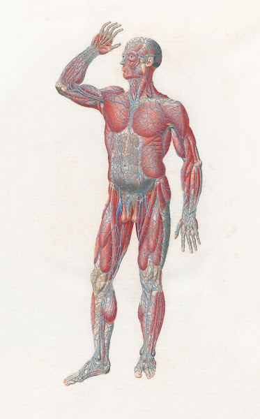 Anatomia Universale Pl01 1833