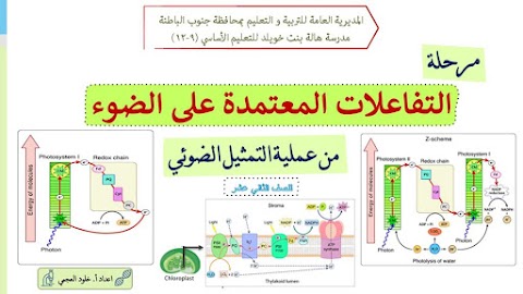 شرح مرحلة التفاعلات المعتمدة على الضوء من عملية التمثيل الضوئي - أحياء الصف 12 الفصل 2
