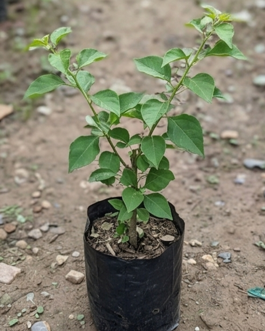 Imported Huge Evan Bougainvillea Plant — view 4