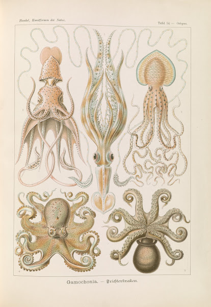Gamochonia  Trichterkraken 1904