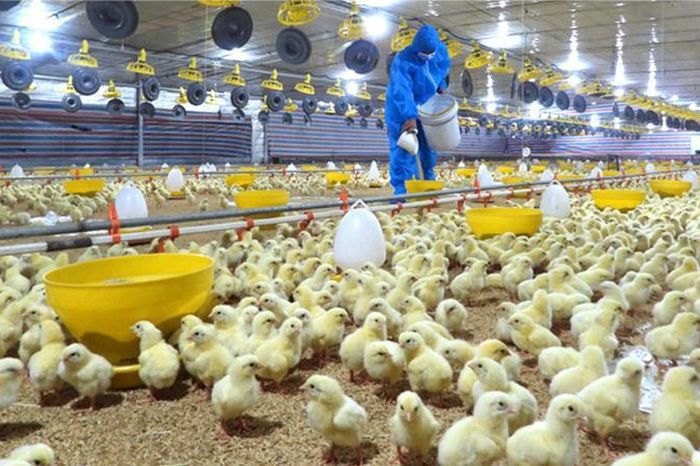 Khoa học, công nghệ - 'chìa khóa' đột phá cho ngành chăn nuôi và thú y - Đài Phát thanh và truyền hình Hà Nội