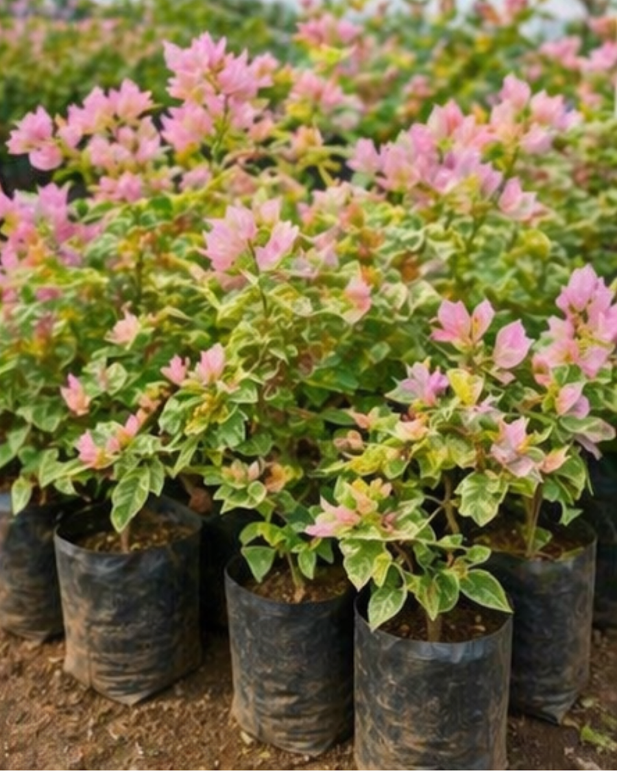 Imported Snow Pink Bougainvillea Plant — view 1
