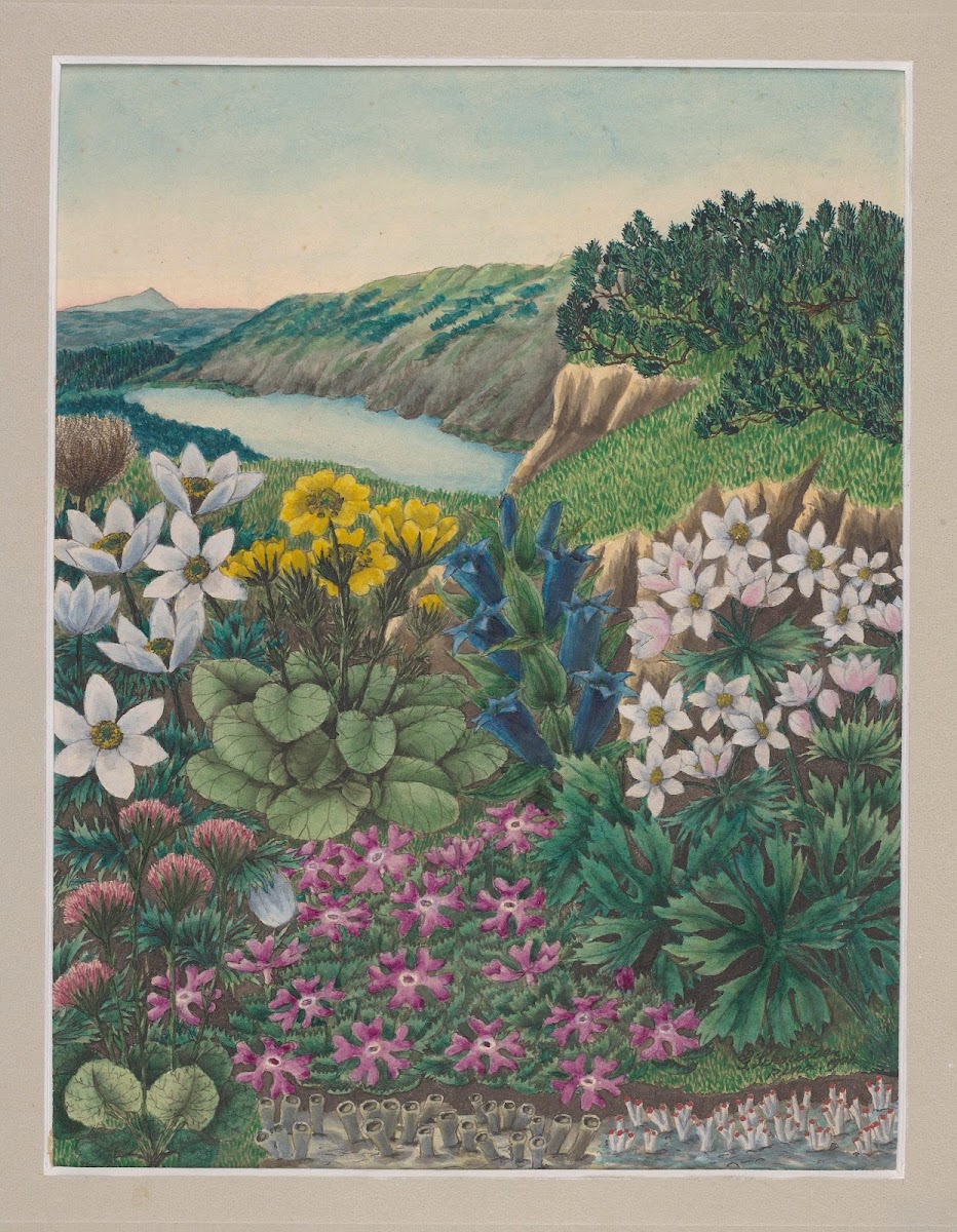 Vegetation of the Karkonosze Mountains Pl2 19th century
