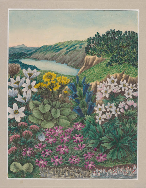 Vegetation of the Karkonosze Mountains Pl2 19th century