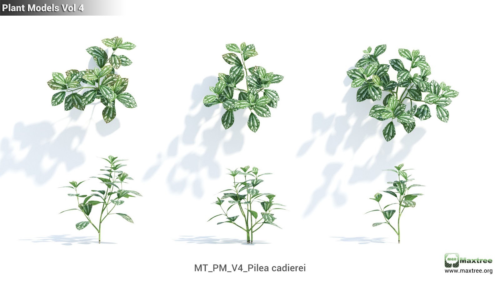 Maxtree - Plant Models Vol.4