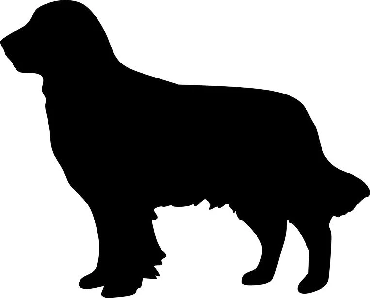 A black silhouette of a Golden Retriever dog standing sideways on a white background, showcasing its long fur and friendly profile.