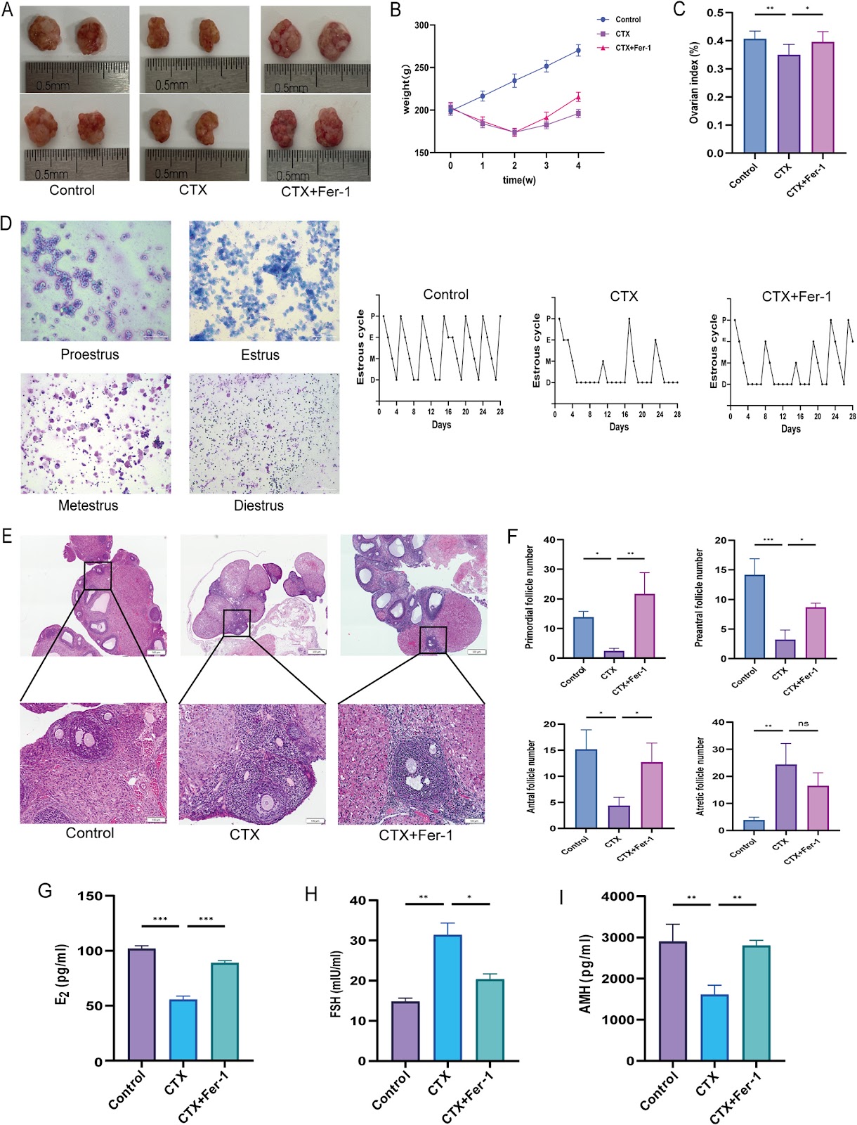 Isorhamnetin-preconditioned MSC-derived exosomes restore ovarian function by inhibiting ferroptosis in chemotherapy-induced POF
