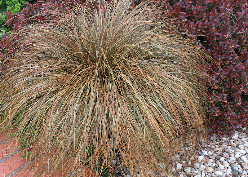 Carex comans 'Bronze Perfection' cespuglio in giardino