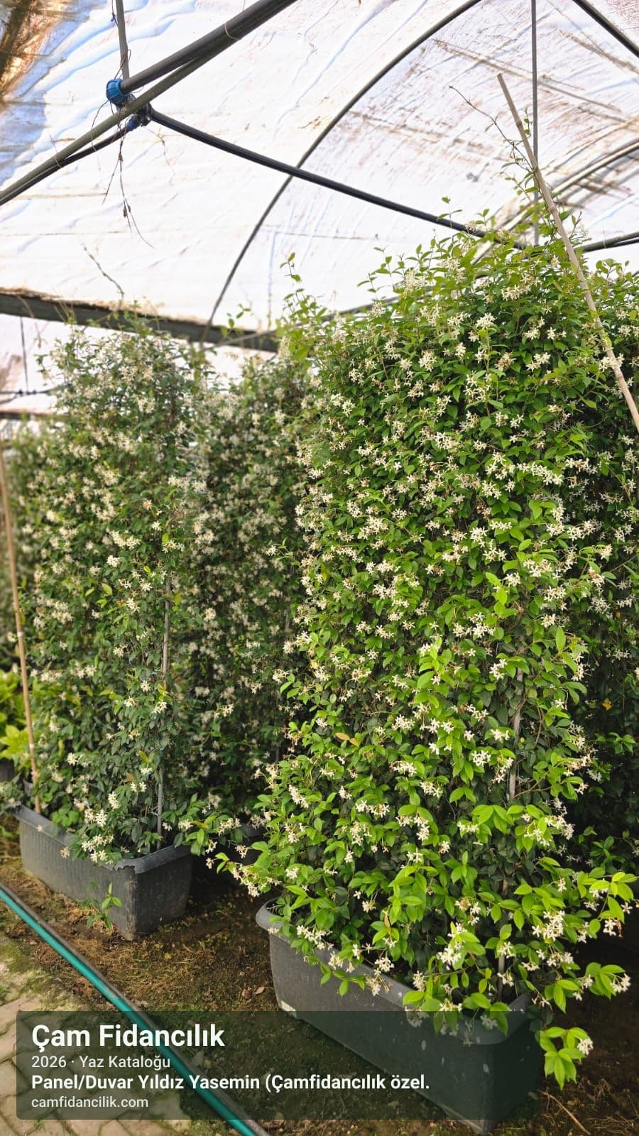 Panel/Duvar Yıldız Yasemin (Çamfidancılık özel üretim) - Trachelospermum jasminoides (custom panel form) Çam Fidancılık Yalova